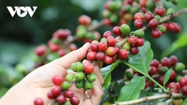 Giá cà phê hôm nay 24/11: Giá cà phê trong nước trung bình ở mức 112.400 đồng/kg