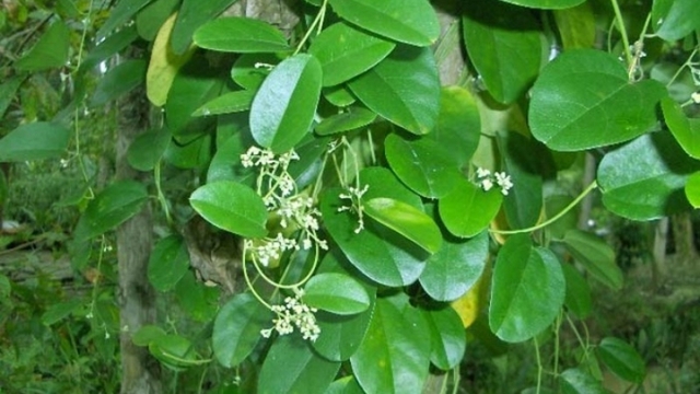 Loại lá được gọi là sâm, giúp giải độc, mát gan, chống lão hoá