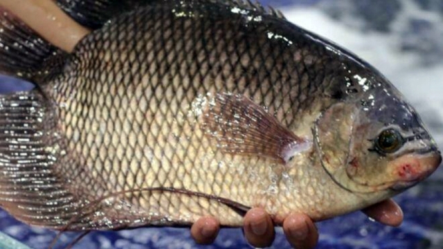 Nuôi cá đặc sản, người miền Tây kiếm bộn tiền