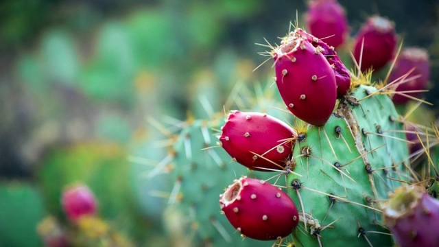 Loại quả đầy gai mọc lên từ phiến lá được rao bán online với giá đắt đỏ