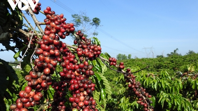 Giá cà phê hôm nay 13/12: Giá cà phê trong nước ở mức 101.200 đồng/kg