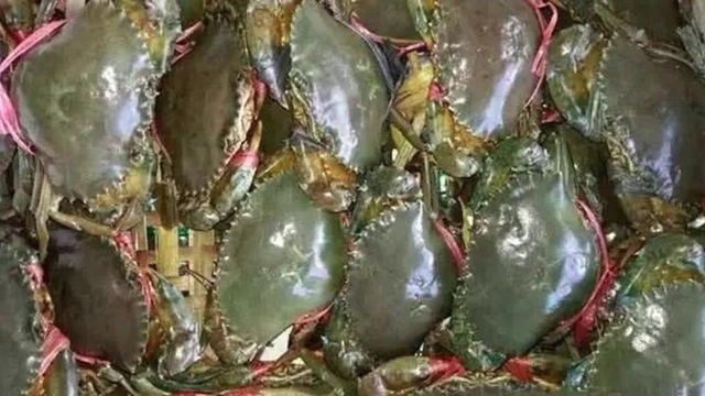 Crab exports forecast to sustain growth in 2026