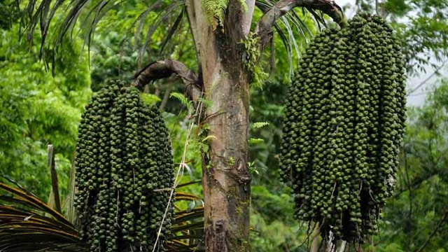 Loại hạt từng bị lãng quên thành đặc sản giải nhiệt hút khách