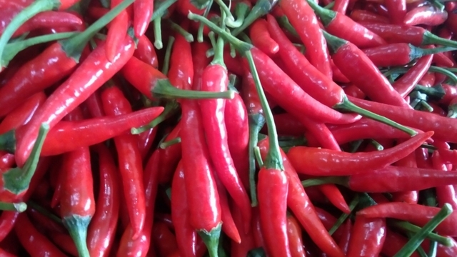 Giá ớt tươi tăng "sốc”, lên tới 160.000 đồng/kg