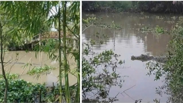 Cá sấu khủng xuất hiện ở kênh xáng Nàng Mau là thông tin sai sự thật