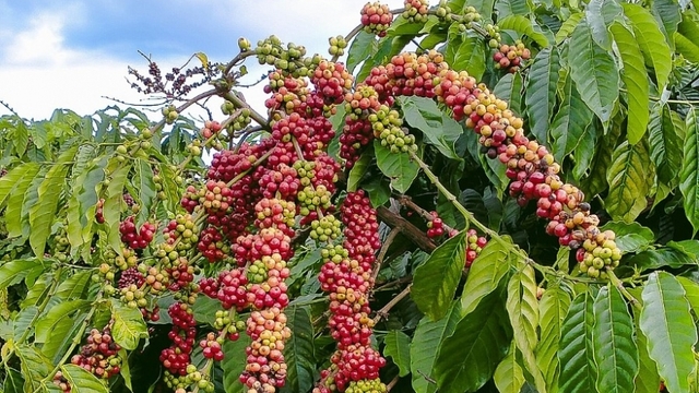 Giá cà phê hôm nay 9/1: giá cà phê biến động trái chiều trên cả 3 sàn