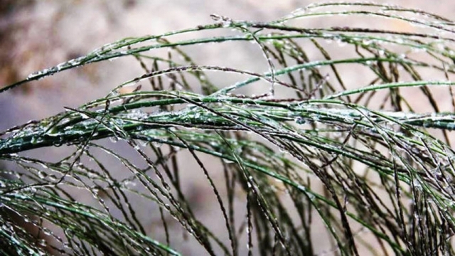 Nhiều nơi miền Bắc rét sâu, Mẫu Sơn 8,3°C, Đồng Văn 6°C