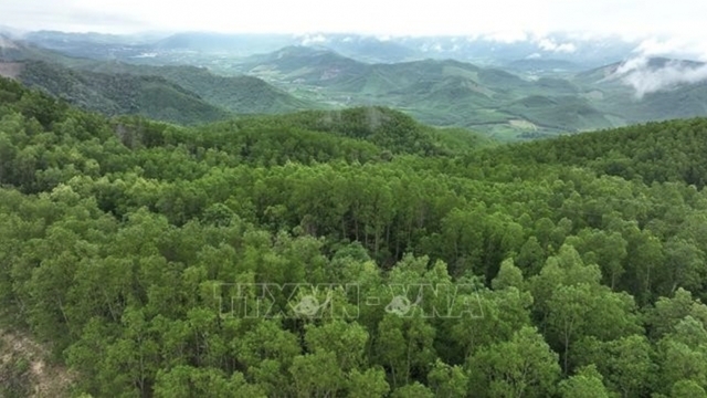Room for green economic development from forest carbon credits