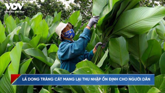 Nông dân Tràng Cát (Hà Nội) "hái lộc" mỏi tay dịp Tết