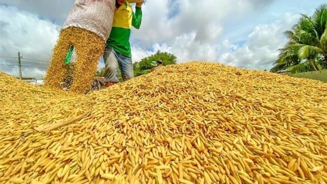 Restructuring rice sector requires state – enterprise – bank collaboration: expert