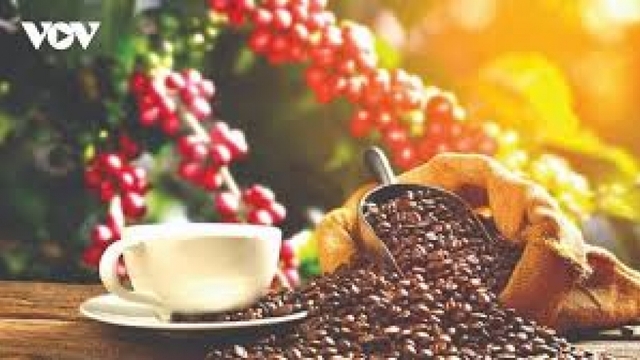 Giá cà phê hôm nay 5/2: Cà phê trong nước cao nhất 95.700 đồng/kg