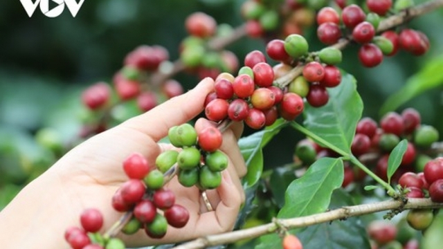 Giá cà phê hôm nay 1/3: Giá cà phê trong nước cao nhất 96.000 đồng/kg đồng/kg