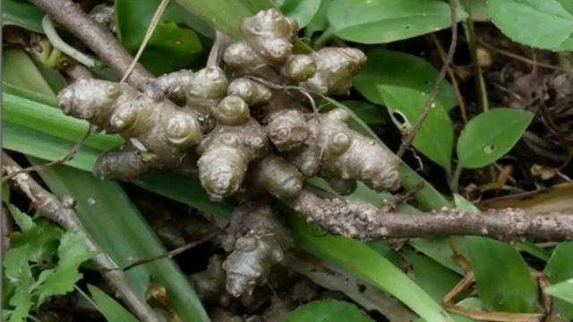 Loại cây toàn “u cục” được lùng mua với giá đắt đỏ làm thuốc quý