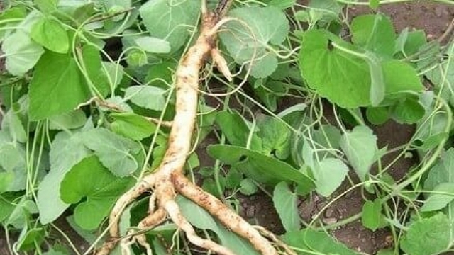 Đào rễ cây từng chỉ cho lợn ăn, phát hiện sâm quý giá bạc triệu/kg