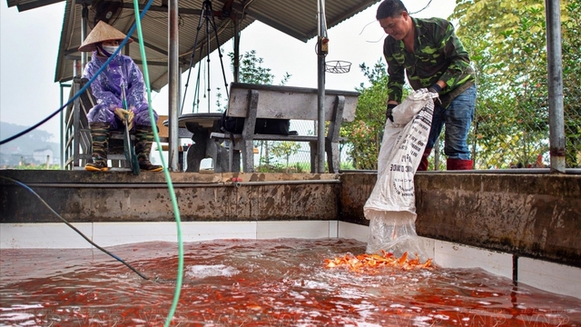 23 tháng Chạp cận kề, thị trường cá chép đỏ lại vào cao điểm