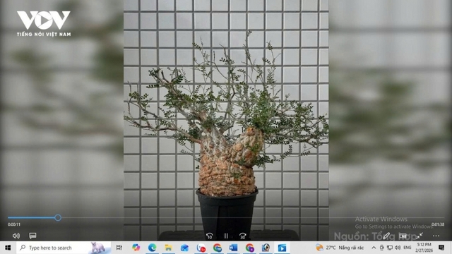 Cây chân voi giá trăm triệu: Dáng quái lạ như “chôn tiền”, dân sành mới dám chơi