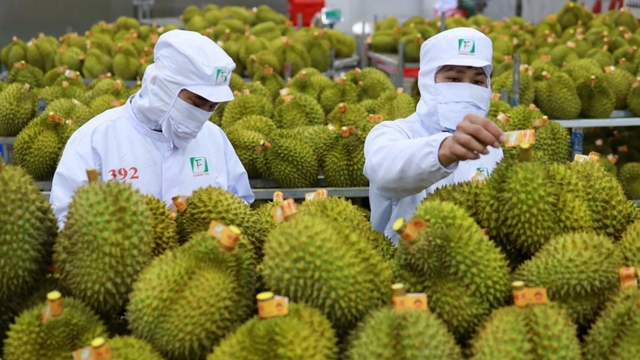 Vietnamese durian prices hit record highs on strong China demand