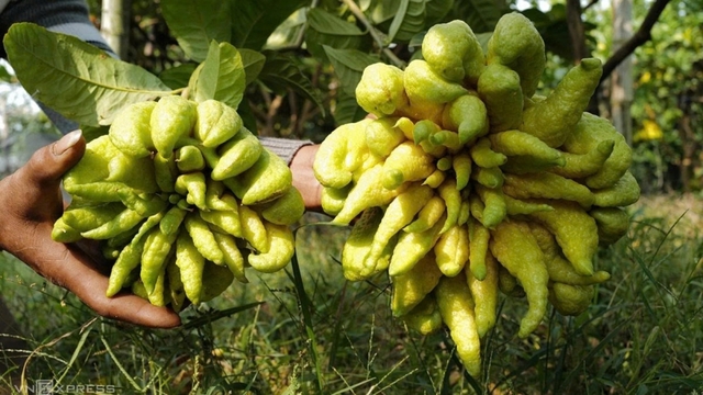 Phật thủ tiền triệu "hút khách" dịp cận Tết