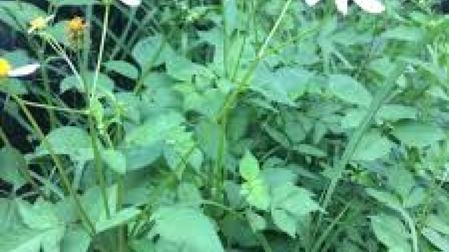 Cây mọc dại ở Việt Nam, ở nước ngoài phơi khô bán hơn 200.000 đồng/kg