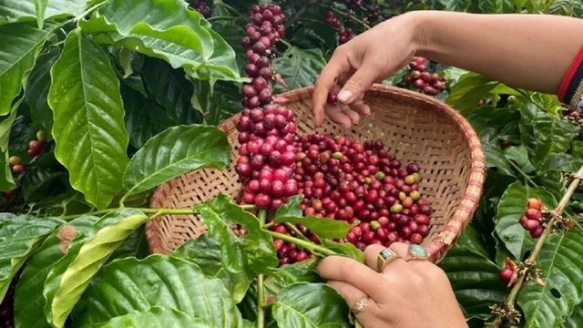 Giá cà phê hôm nay 22/3: Giá cà phê trong nước cao nhất 94.000 đồng/kg