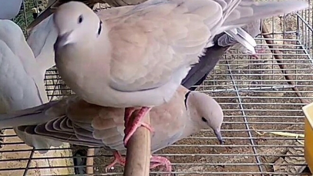 Loài chim nhỏ đồng quê thành đặc sản, người dân đua nhau nuôi