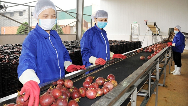 EU to tighten controls on Vietnamese dragon fruit and passion fruit
