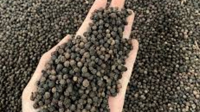 “Vàng đen” của Việt Nam vươn lên dẫn đầu nguồn cung cho Thái Lan