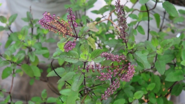 Việt Nam có “nữ hoàng thảo mộc”, bổ ngang nhân sâm lại chỉ được trồng làm cảnh