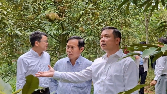 Đắk Lắk kiểm tra mô hình sầu riêng trái vụ, nêu vướng mắc về mã số vùng trồng