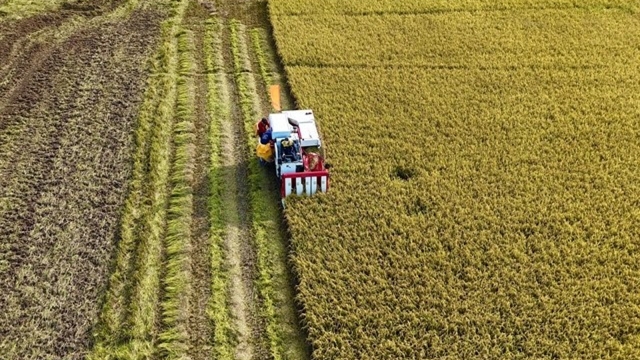 Promoting high-quality rice exports amid mounting challenges
