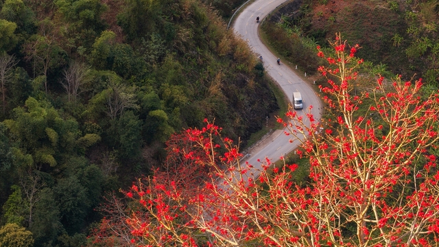Ngắm hoa gạo bung nở đỏ rực giữa núi rừng Sơn La