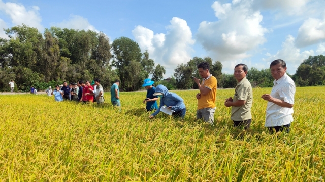 Vietnam - Australia partnership boosts Mekong Delta climate-smart rice farming