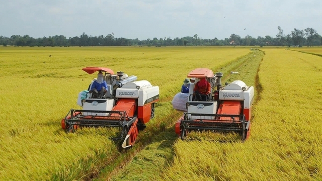 Thủ tướng chỉ đạo điều hành sản xuất, tiêu thụ lúa gạo trong tình hình mới