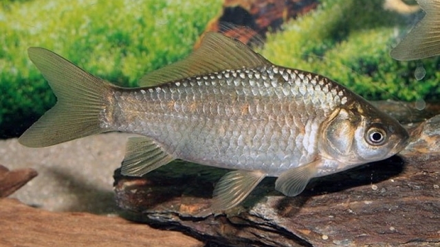 Loại cá được Đông y xem như “đại bổ” bán đầy chợ quê, giá chỉ 30.000 đồng/kg