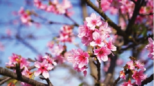 Em ơi mùa xuân đến rồi đó