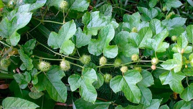 Loại rau đắng ngắt thành đặc sản hái bán quanh năm 70.000 đồng/kg