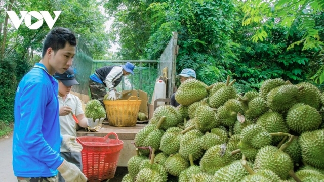 Billion-dollar durian exports face challenge of balancing markets