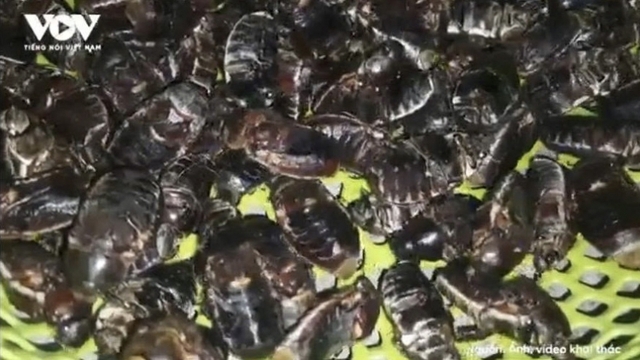 Chỉ xuất hiện 30 phút chập tối, con “nhìn nổi da gà” lại bán chạy bất ngờ