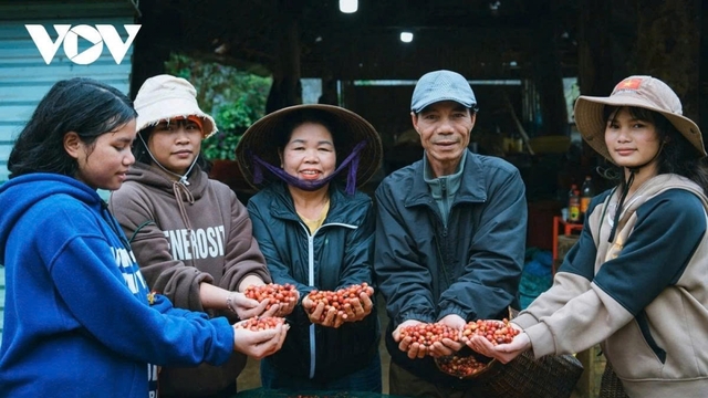 Giá cà phê hôm nay 22/5: Cà phê trong nước giảm nhẹ, cao nhất ở mức 86.100 đồng/kg