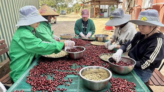 Giá cà phê hôm nay 3/7: Cà phê trong nước tăng tiếp, cao nhất 92.000 đồng/kg
