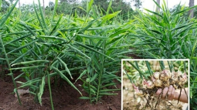 Cây thuốc bổ chẳng kém nhân sâm tổ yến, nhiều người dùng mỗi ngày mà không hay