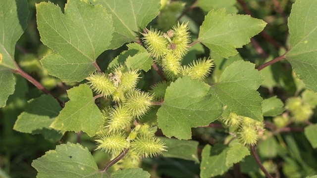 Việt Nam có cây thuốc quý là khắc tinh của nhiều bệnh, lại hay bị nhầm là cỏ dại