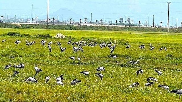 Chim cò nhạn quý hiếm bất ngờ xuất hiện hàng trăm con ở Hà Tĩnh