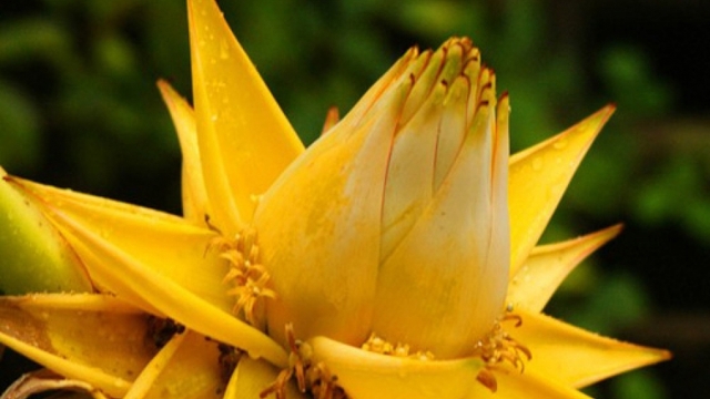 Lùng mua loài chuối lạ không ra quả, chỉ nở hoa vàng