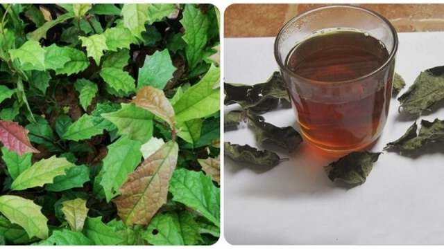 Uống cây xạ đen có tác dụng gì?