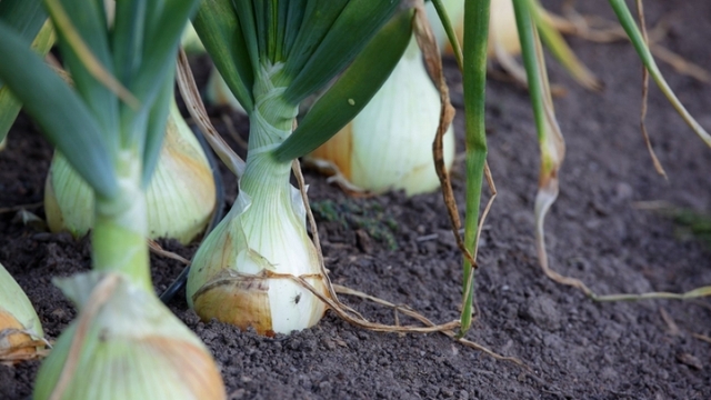 Lá hành tây ăn được không? Những điều bạn nên biết trước khi sử dụng