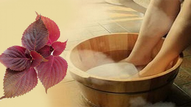 Nhiều người mách dùng lá tía tô chữa gout: Có nên áp dụng?