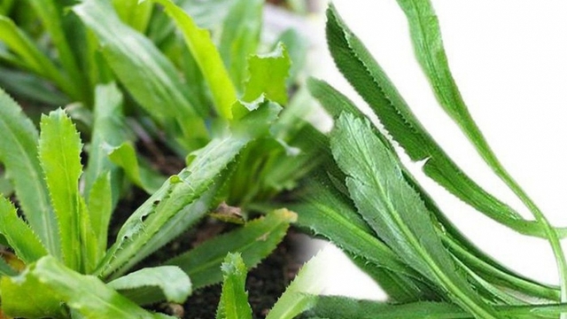 Rau răng cưa có gì đặc biệt? Công dụng với sức khỏe khiến nhiều người bất ngờ