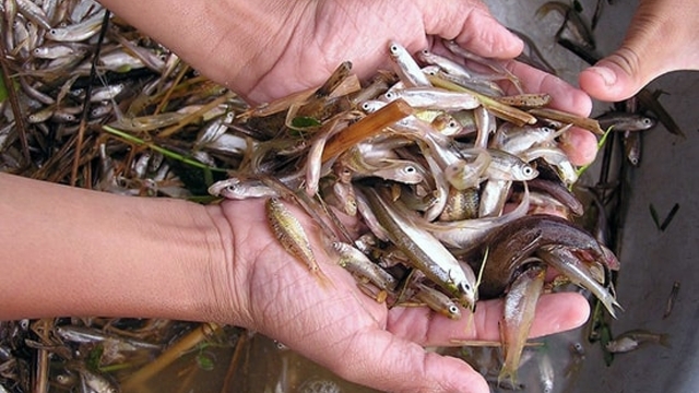 Loại cá nhỏ cuối mùa nước lũ thành đặc sản đắt giá
