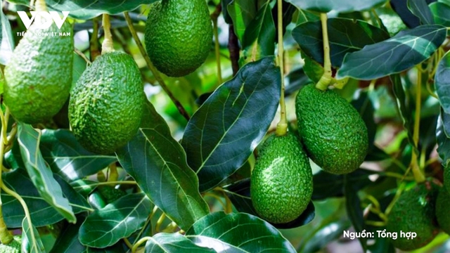 Bơ 160.000/kg “kén khách”, muốn ăn phải xếp hàng, chờ cả tháng